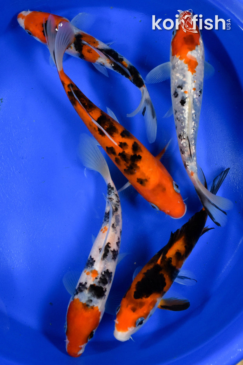 Exact Fish - Lot of (5) Assorted 5-6" Koi