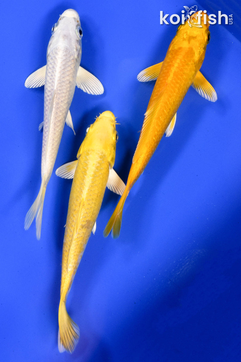 Exact Fish - Lot of (3) 4-6" Ogon Standard Koi