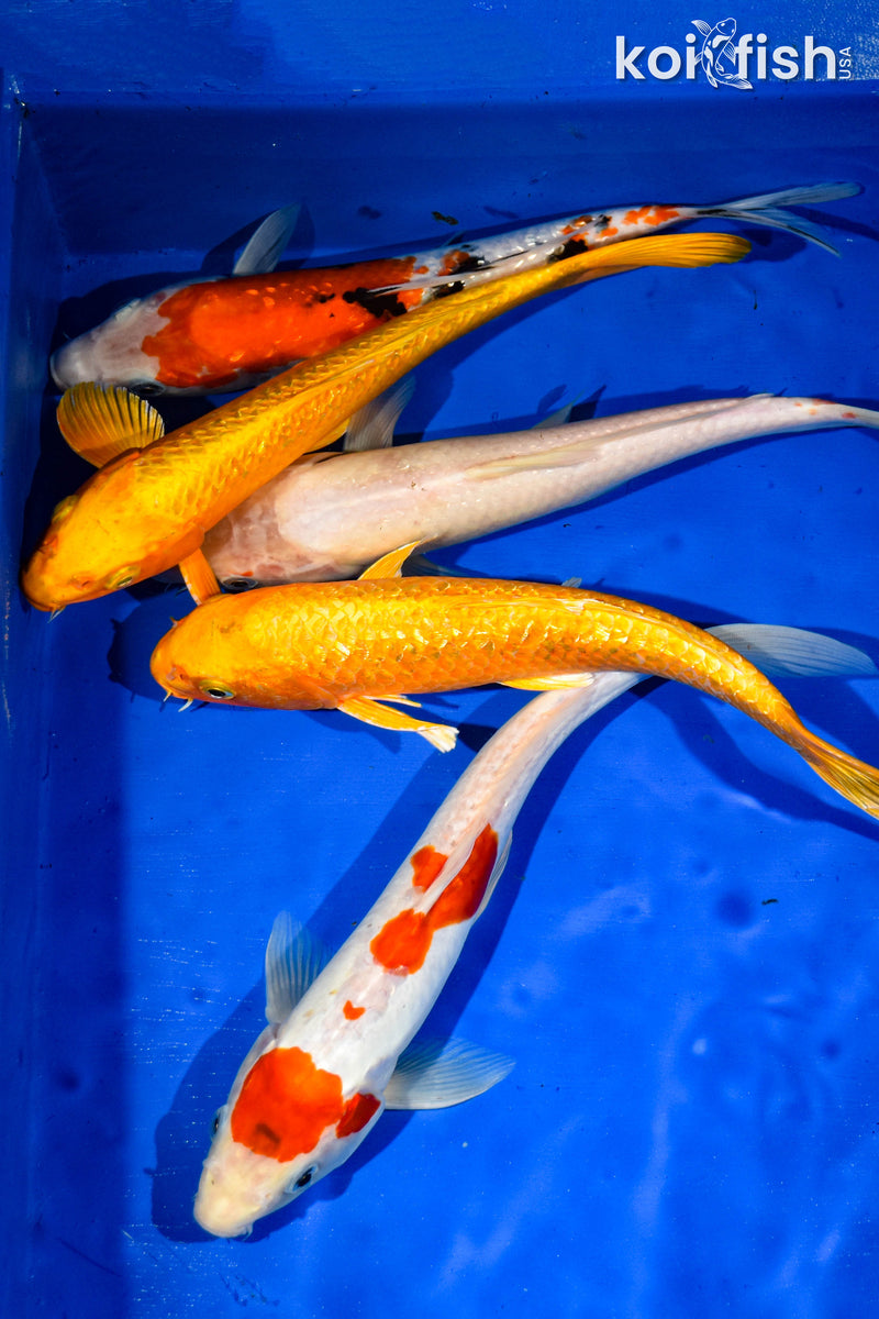 (5) 9-11" STANDARD FIN KOI