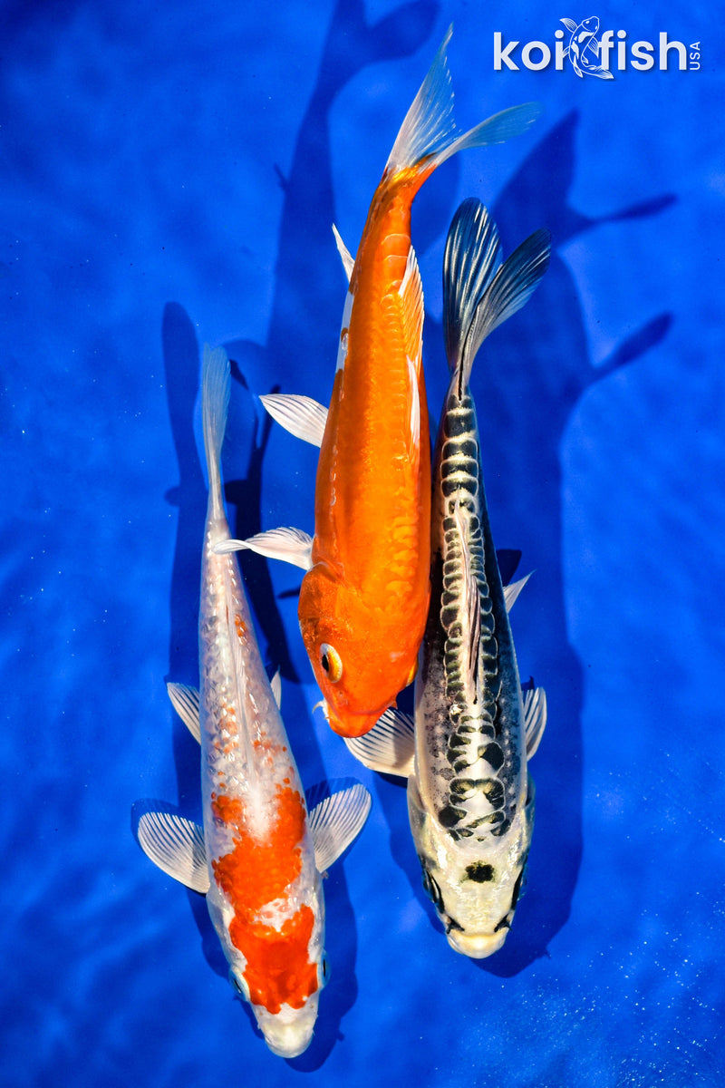 (3) 6-7" STANDARD KOI