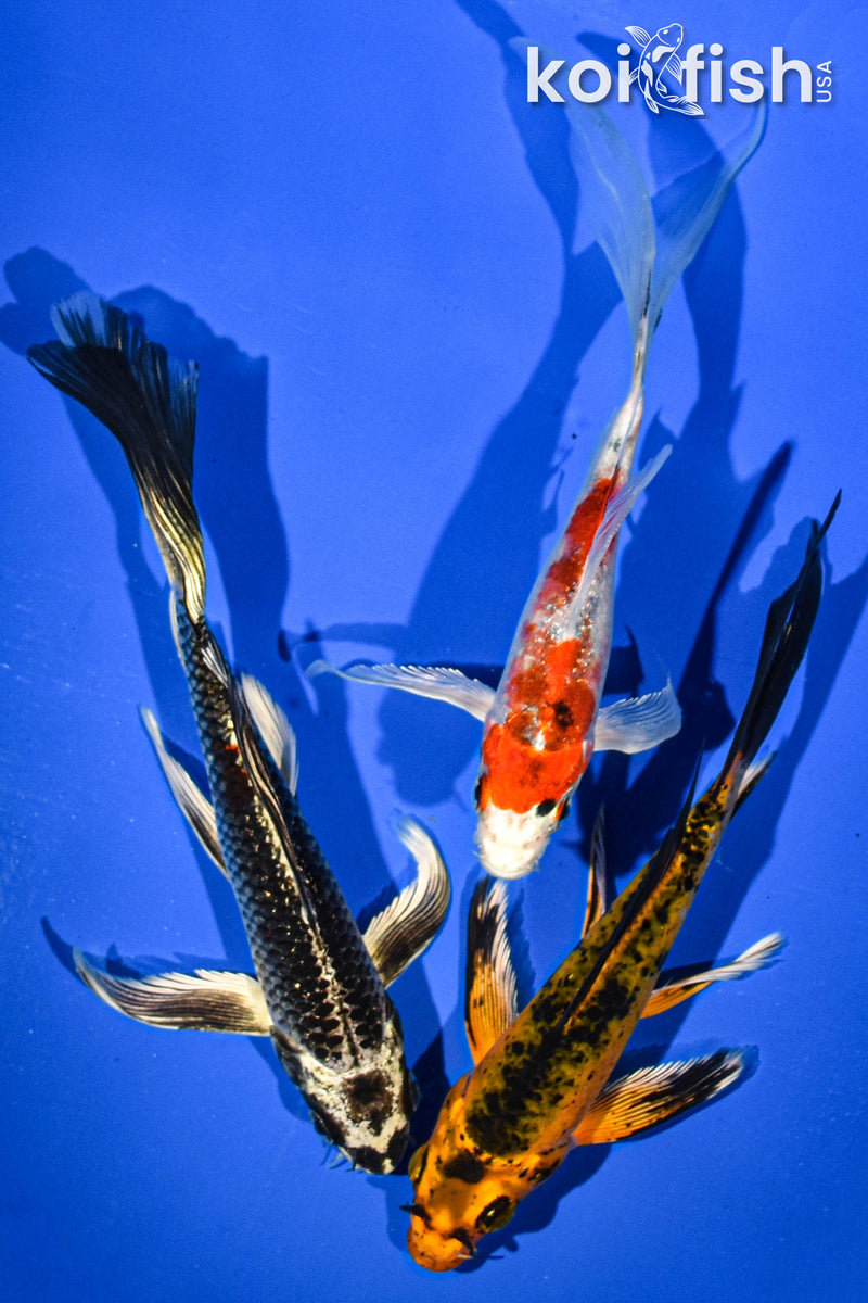 (3) 6-7" BUTTERFLY KOI