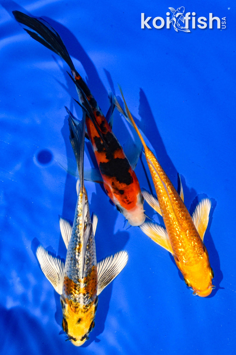 (3) 5-6" BUTTERLFY KOI