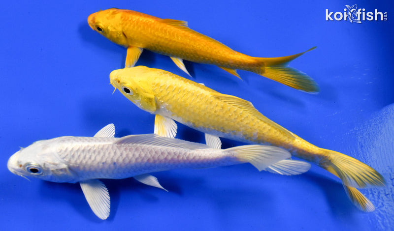 Exact Fish - Lot of (3) 4-6" Ogon Standard Koi