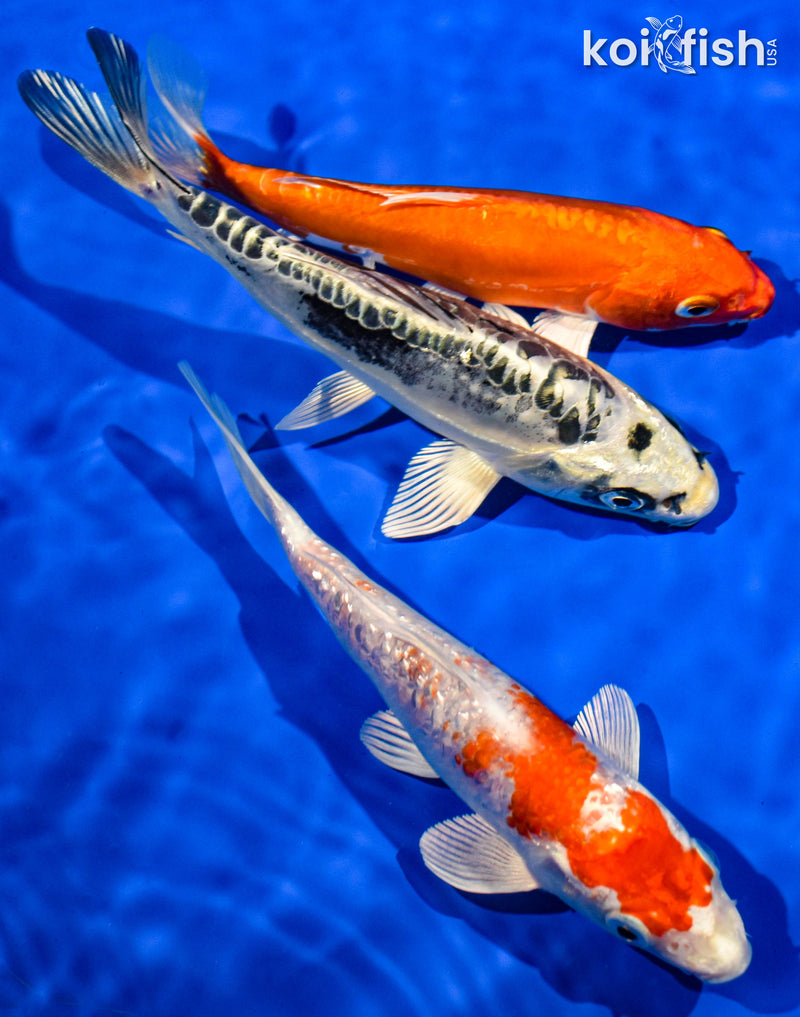 (3) 6-7" STANDARD KOI