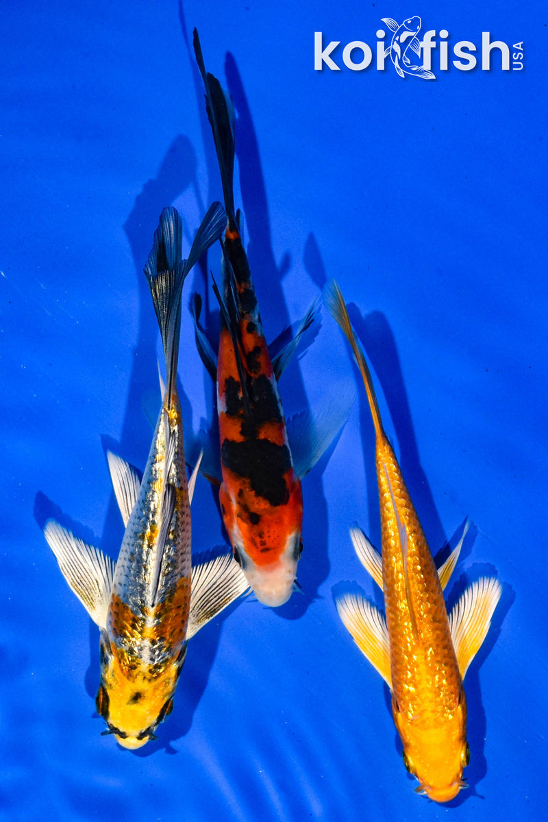 (3) 5-6" BUTTERLFY KOI