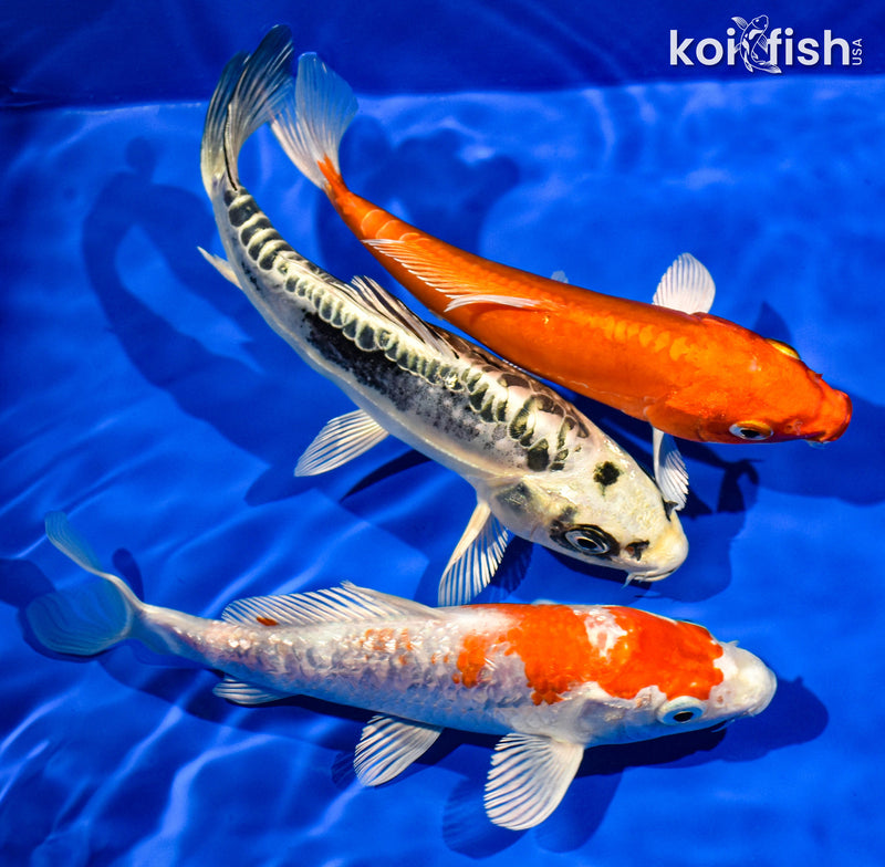 (3) 6-7" STANDARD KOI