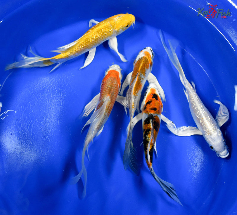 LOT OF (5) 4-5" ASSORTED BUTTERFLY KOI