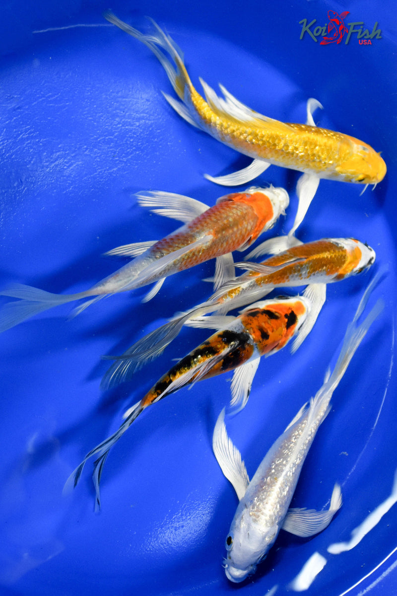 LOT OF (5) 4-5" ASSORTED BUTTERFLY KOI