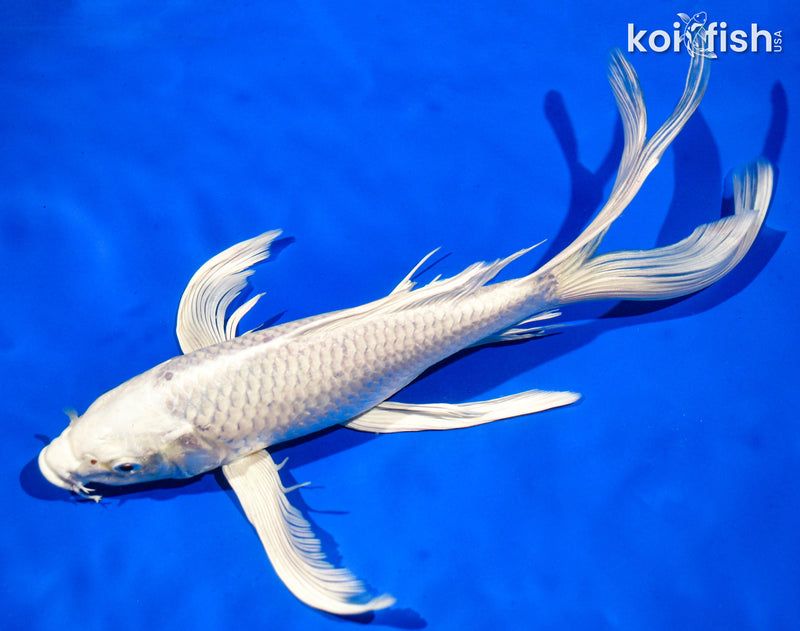 9.5" PLATINUM OGON BUTTERFLY