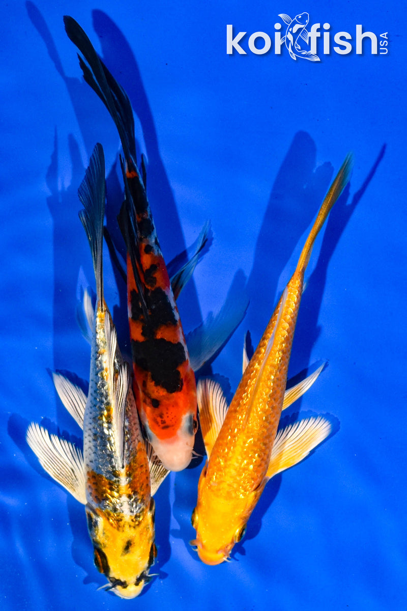 (3) 5-6" BUTTERLFY KOI