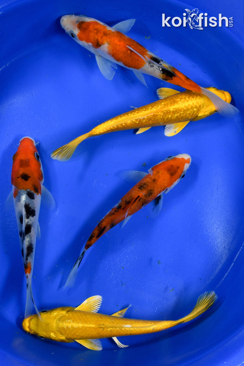 Exact Fish - Lot of (5) Assorted 5-6" Koi