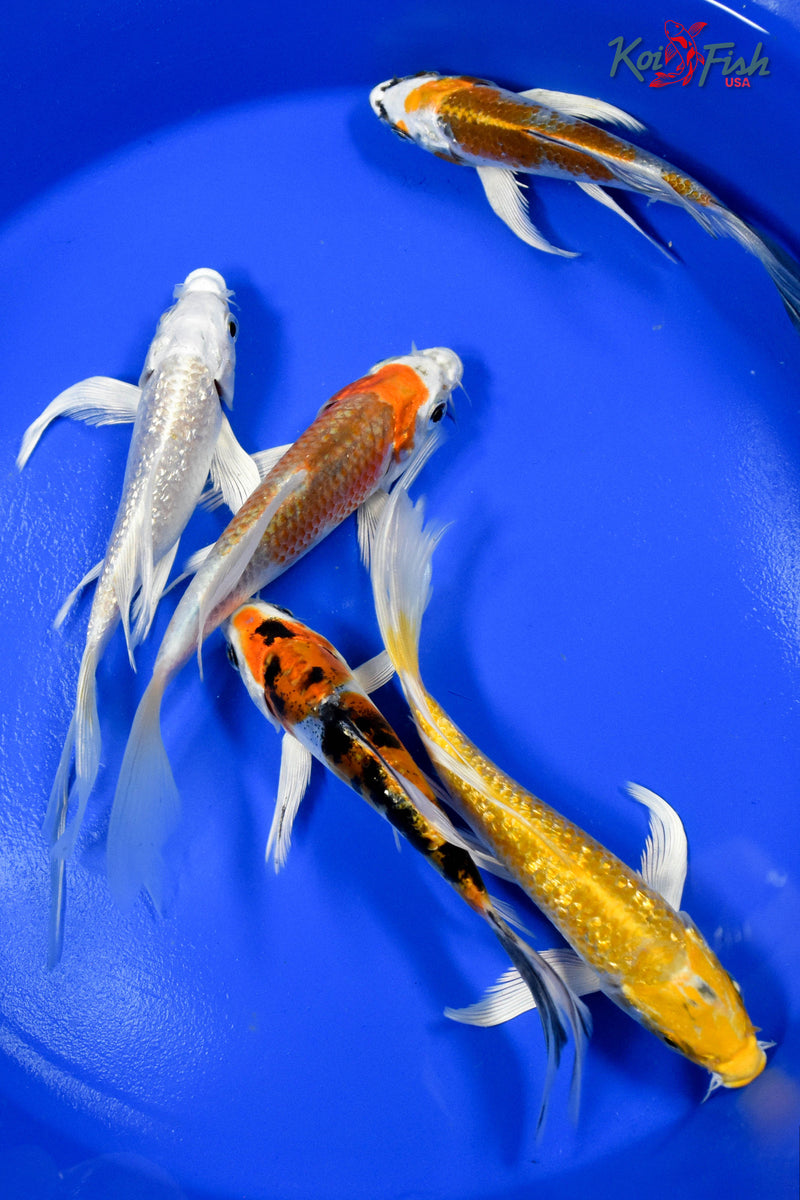 LOT OF (5) 4-5" ASSORTED BUTTERFLY KOI