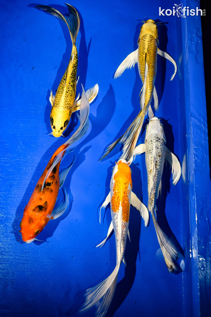 (5) 9-11" BUTTERFLY FIN KOI