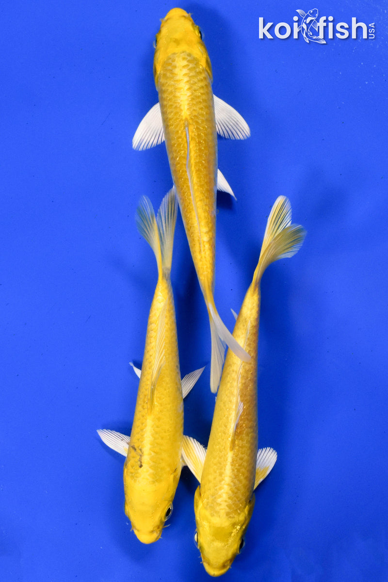 Exact Fish - Lot of (3) 4-6" Ogon Standard Koi