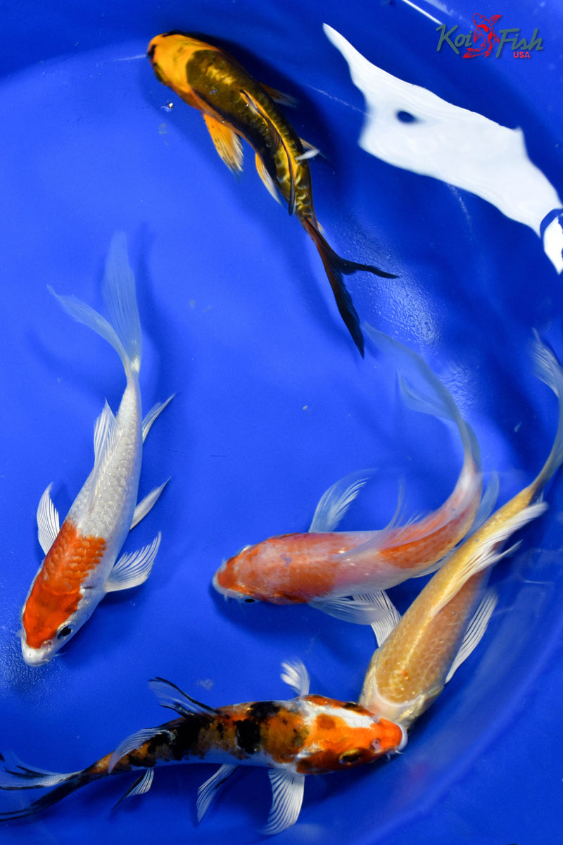 LOT OF (5) 4-5" ASSORTED BUTTERFLY KOI