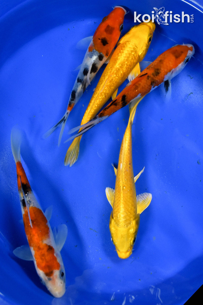 Exact Fish - Lot of (5) Assorted 5-6" Koi