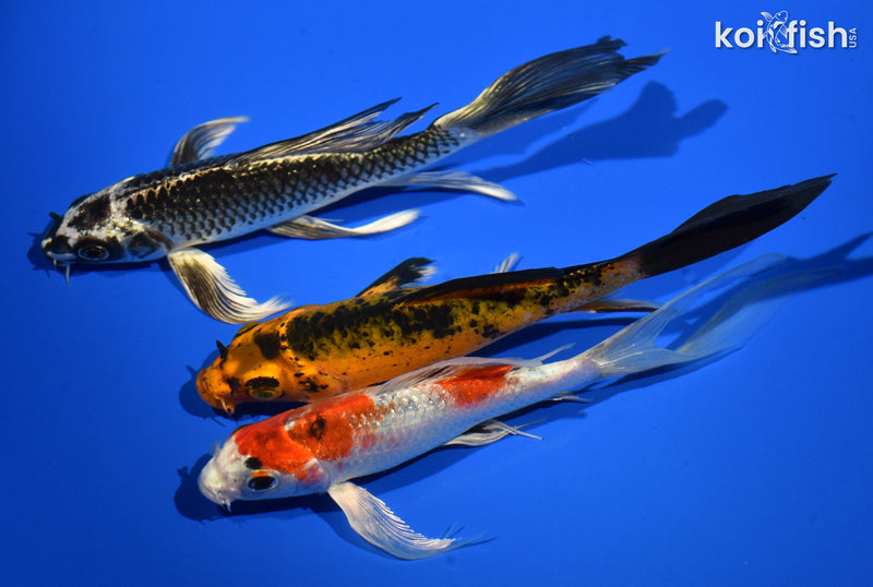 (3) 6-7" BUTTERFLY KOI