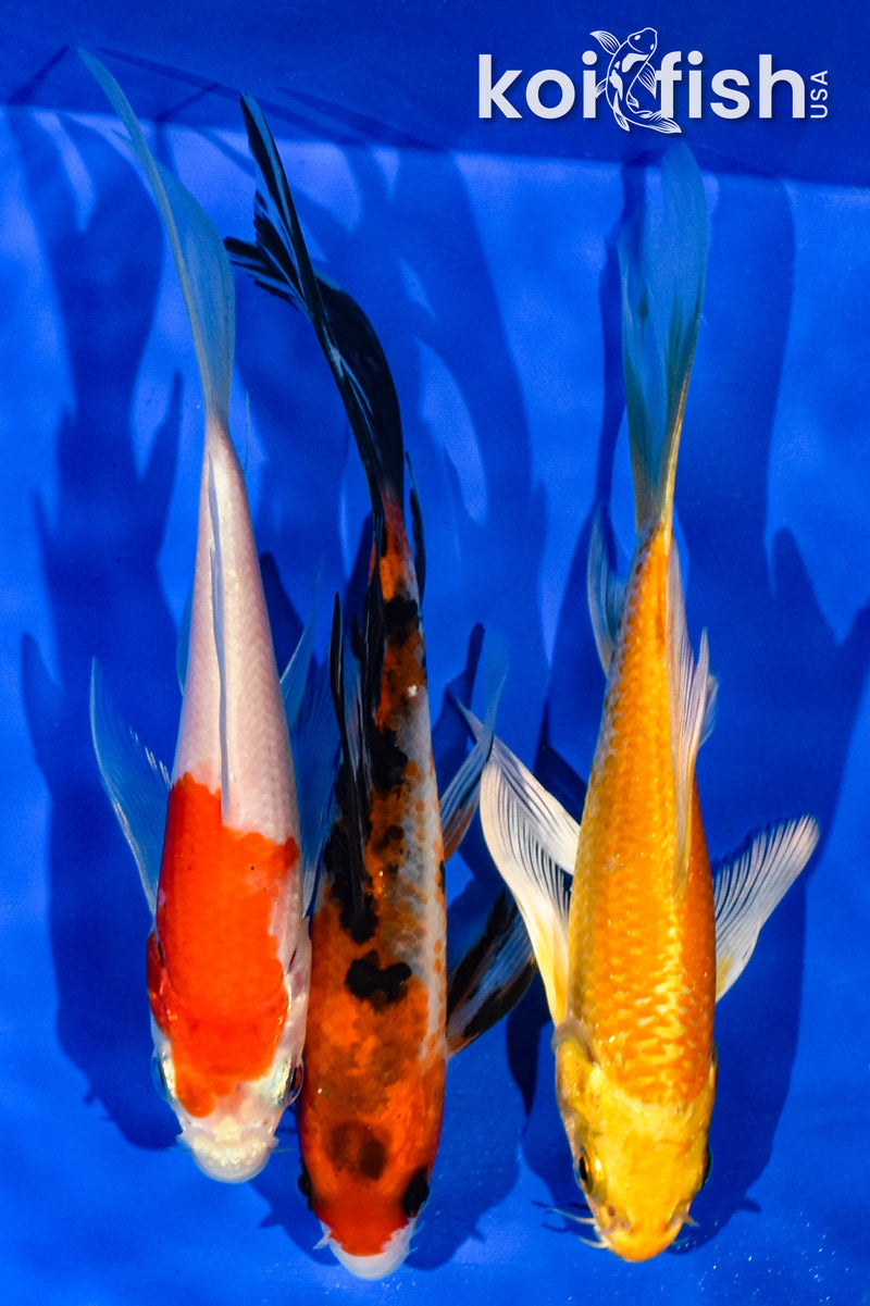 (3) 5-6" BUTTERFLY KOI