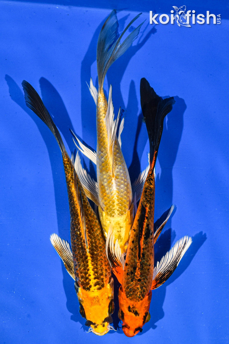 (3) 6-7" BUTTERFLY KOI