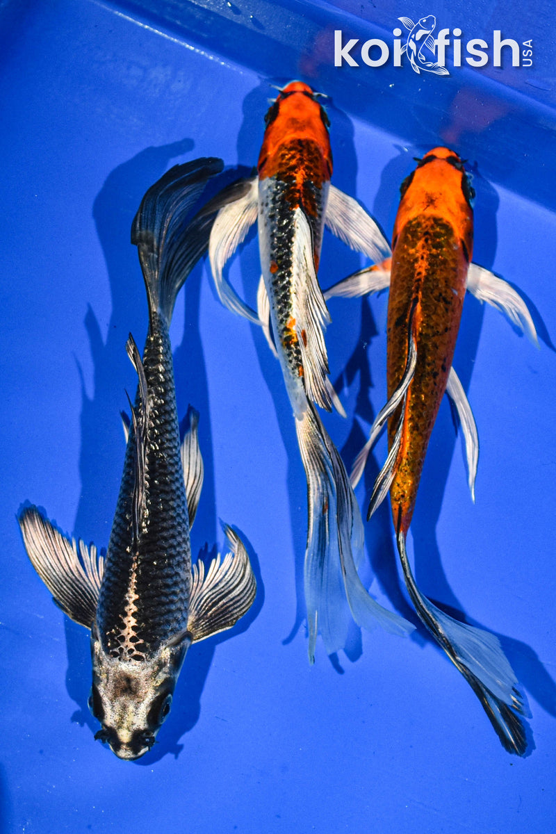 (3) 6-7" BUTTERFLY KOI