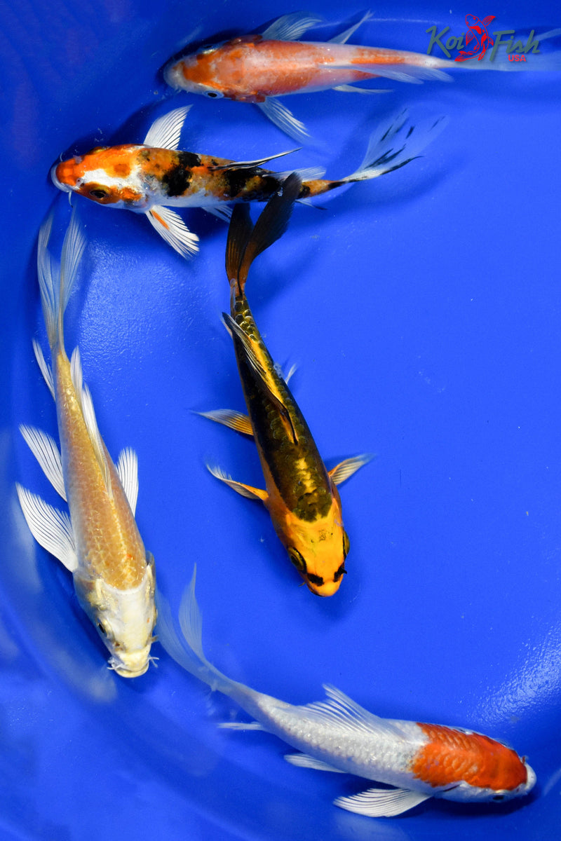 LOT OF (5) 4-5" ASSORTED BUTTERFLY KOI