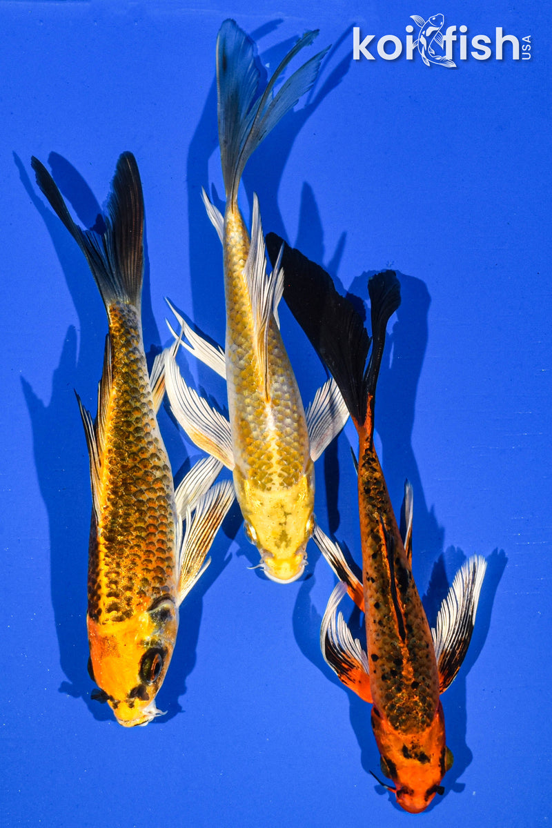 (3) 6-7" BUTTERFLY KOI