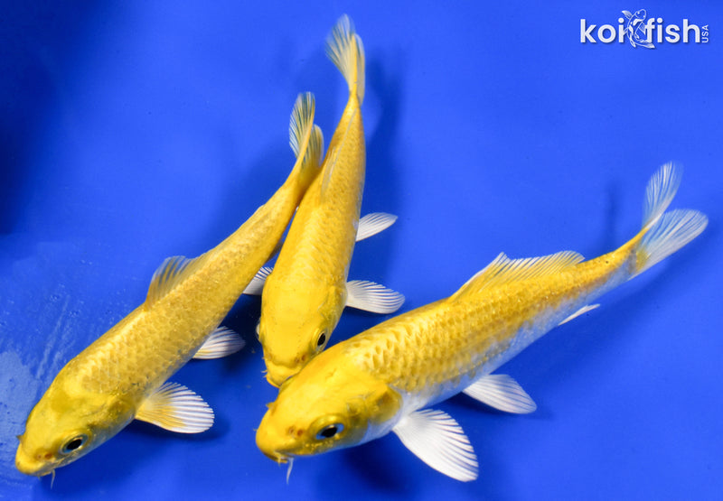 Exact Fish - Lot of (3) 4-6" Ogon Standard Koi