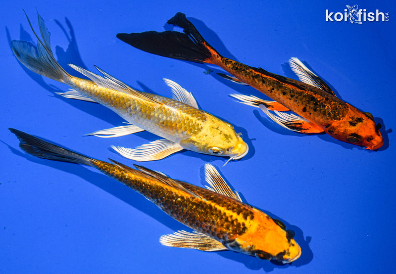 (3) 6-7" BUTTERFLY KOI