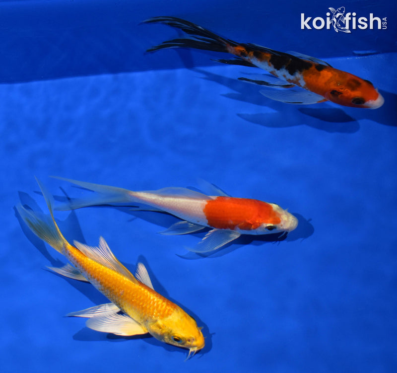 (3) 5-6" BUTTERFLY KOI