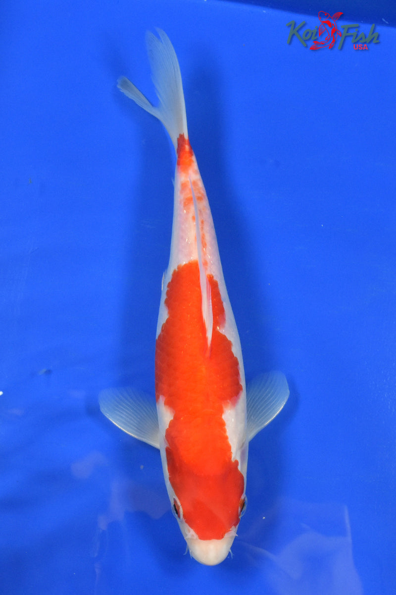 9" KOHAKU