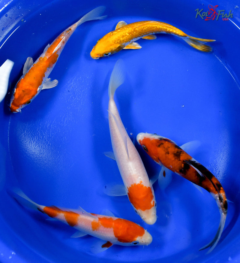 LOT OF (5) 5-6" ASSORTED STANDARD KOI