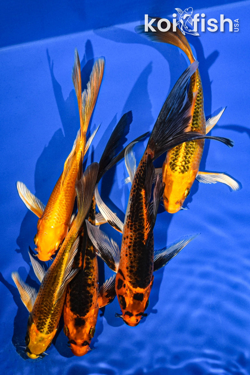 (5) 5-7" BUTTERFLY KOI