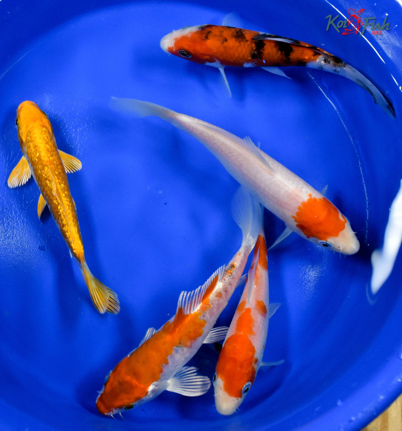 LOT OF (5) 5-6" ASSORTED STANDARD KOI