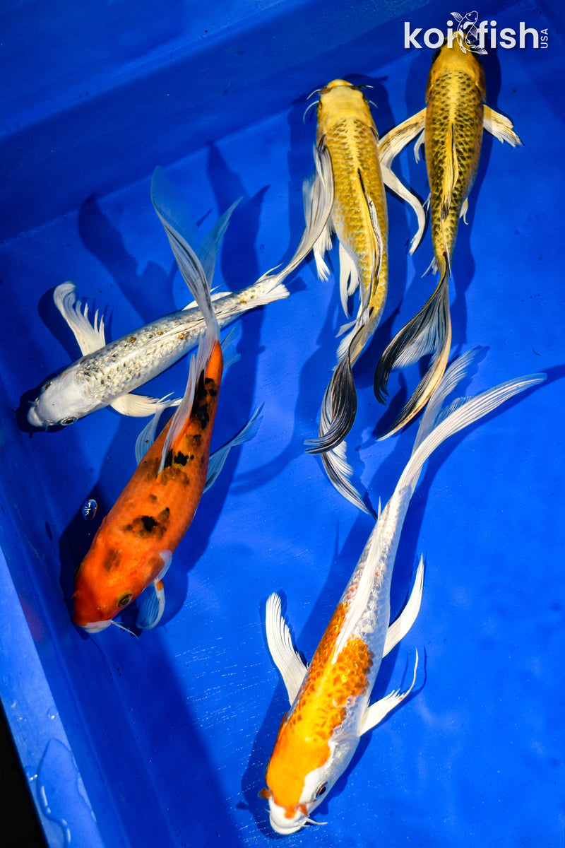 (5) 9-11" BUTTERFLY FIN KOI