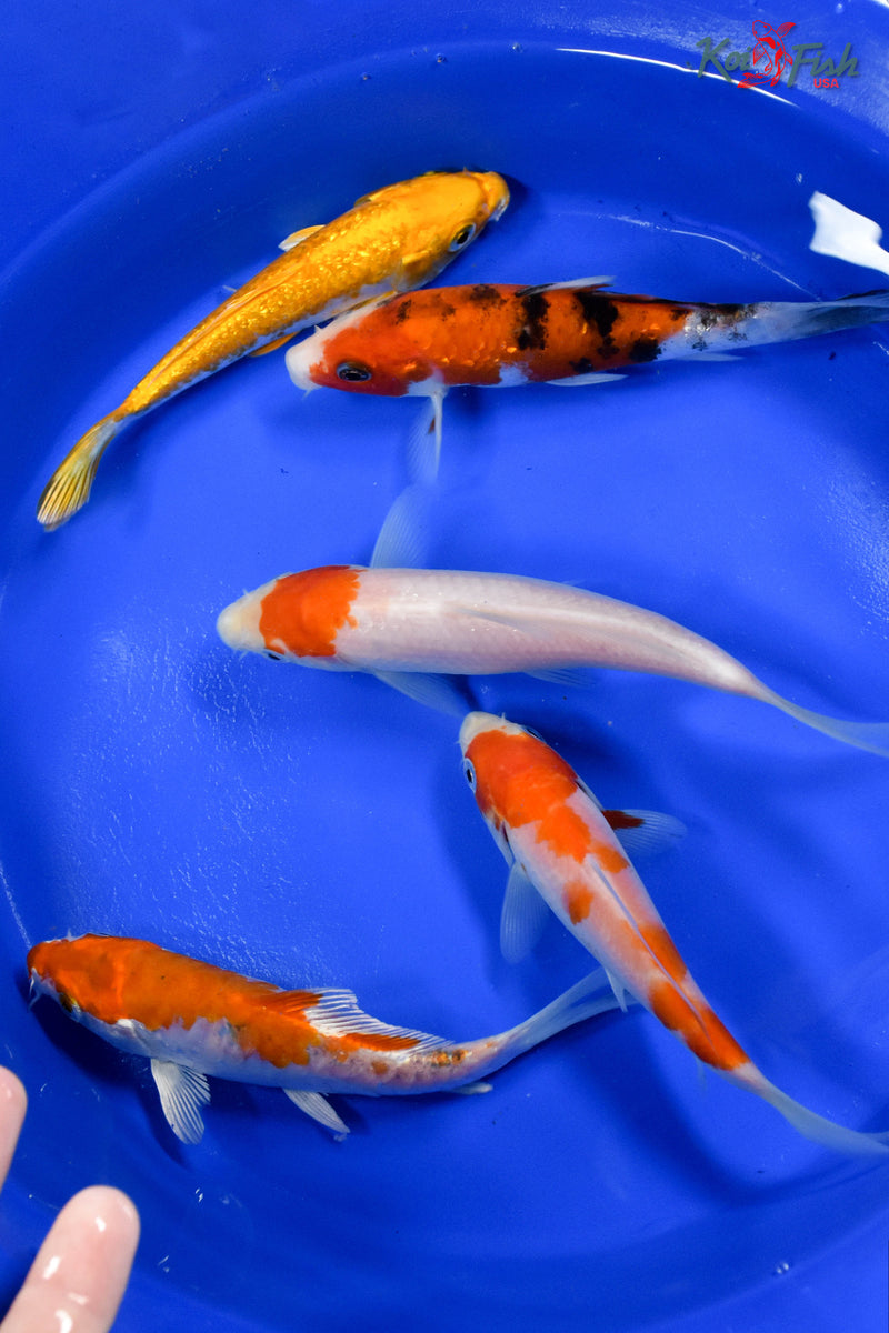 LOT OF (5) 5-6" ASSORTED STANDARD KOI