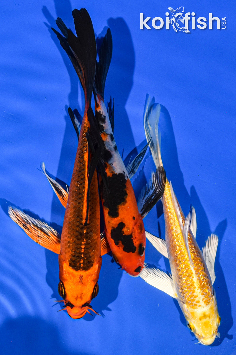 (3) 5-6" BUTTERFLY KOI