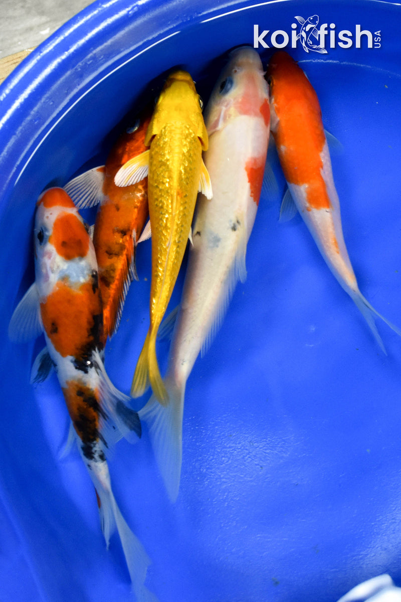 Exact Fish - Lot of (5) Assorted 5-7" Koi