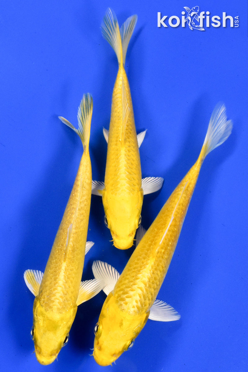 Exact Fish - Lot of (3) 4-6" Ogon Standard Koi