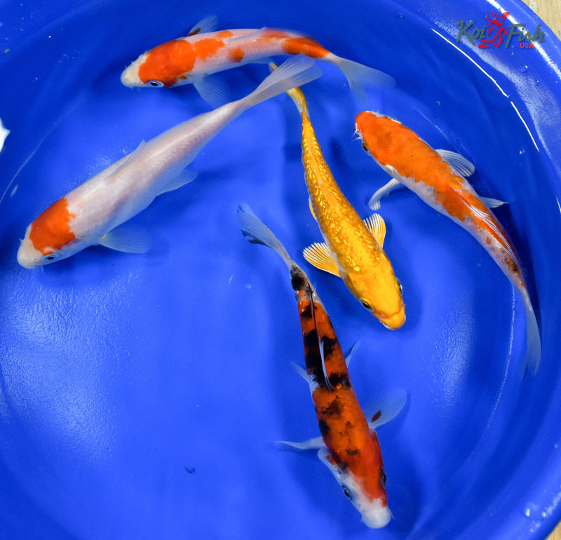 LOT OF (5) 5-6" ASSORTED STANDARD KOI