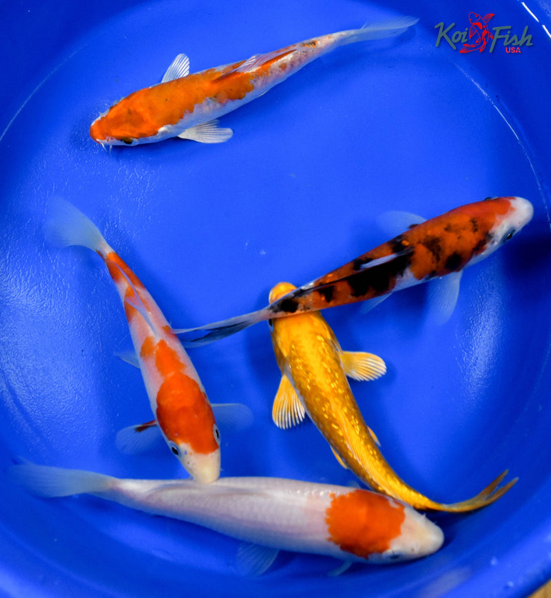 LOT OF (5) 5-6" ASSORTED STANDARD KOI