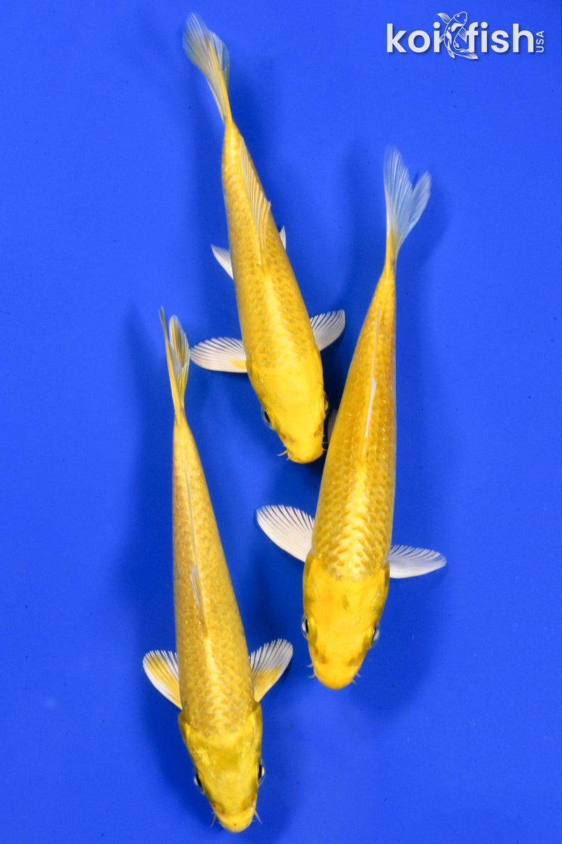 Exact Fish - Lot of (3) 4-6" Ogon Standard Koi