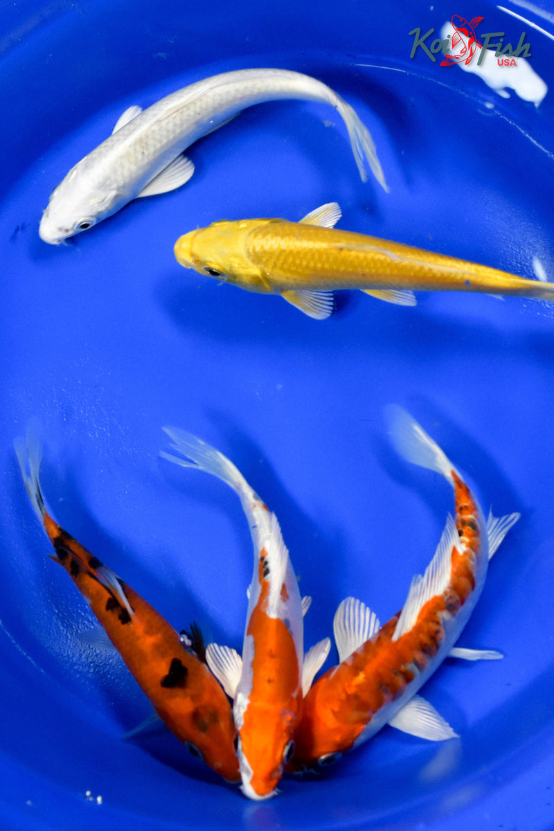 LOT OF (5) 5-6" ASSORTED STANDARD KOI