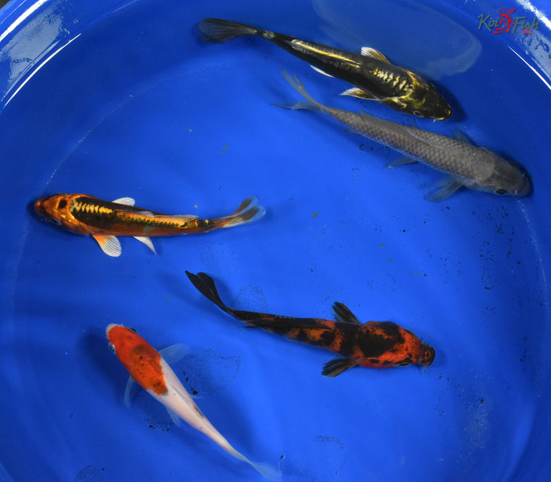 KOI PACK