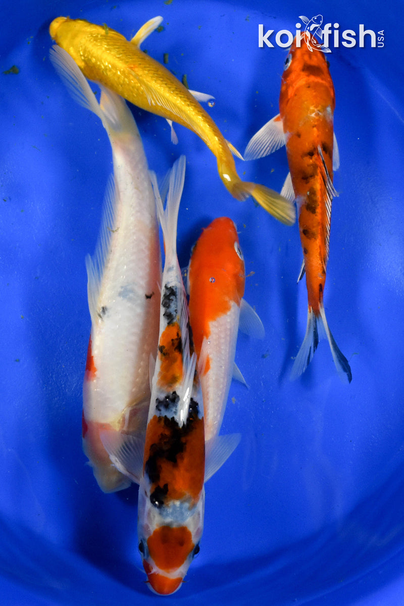 Exact Fish - Lot of (5) Assorted 5-7" Koi