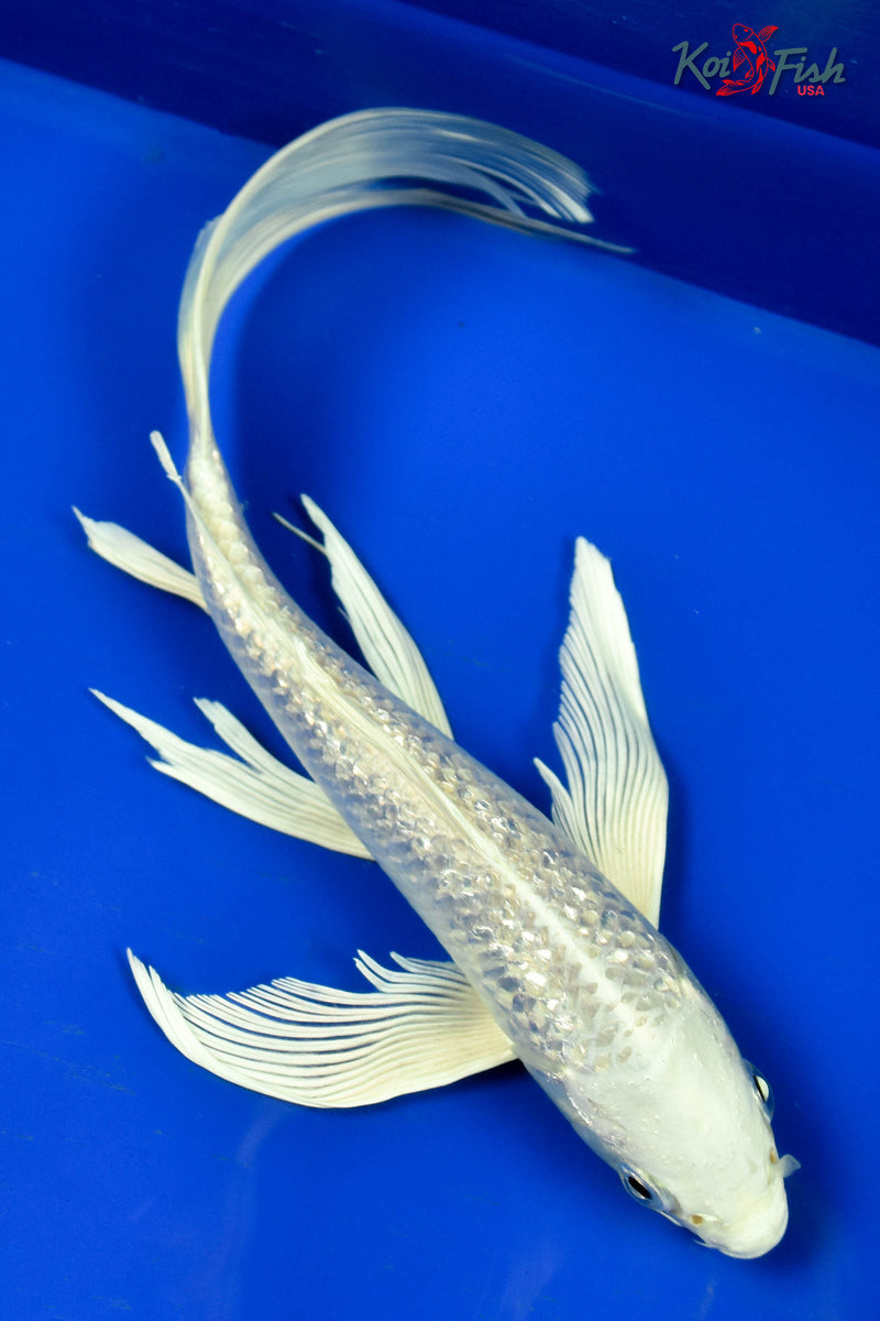 9" GINRIN PLATINUM OGON BUTTERFLY