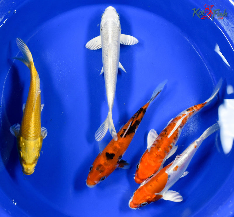 LOT OF (5) 5-6" ASSORTED STANDARD KOI