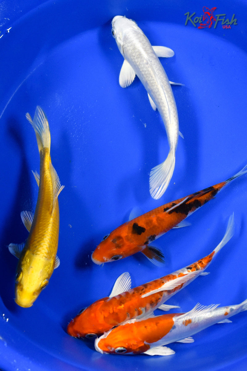 LOT OF (5) 5-6" ASSORTED STANDARD KOI