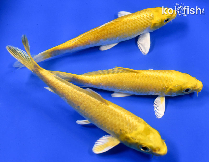 Exact Fish - Lot of (3) 4-6" Ogon Standard Koi