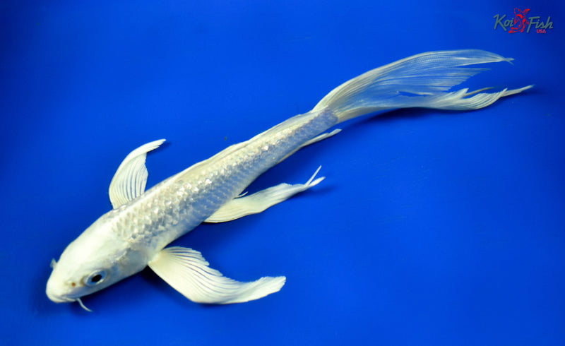 9" GINRIN PLATINUM OGON BUTTERFLY