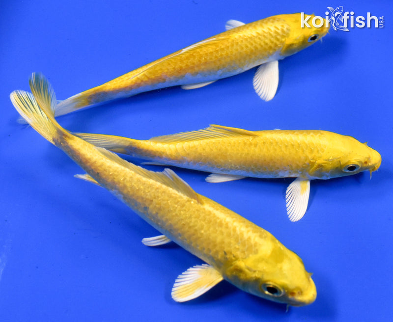 Exact Fish - Lot of (3) 4-6" Ogon Standard Koi